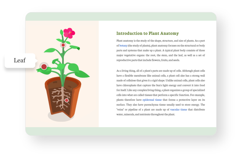 plant anatomy image